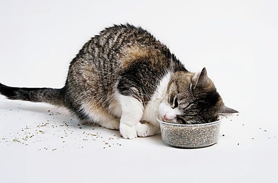 Los animales se drogan: la marihuana de los gatos, el &Atilde;&iexcl;cido de los delfines...