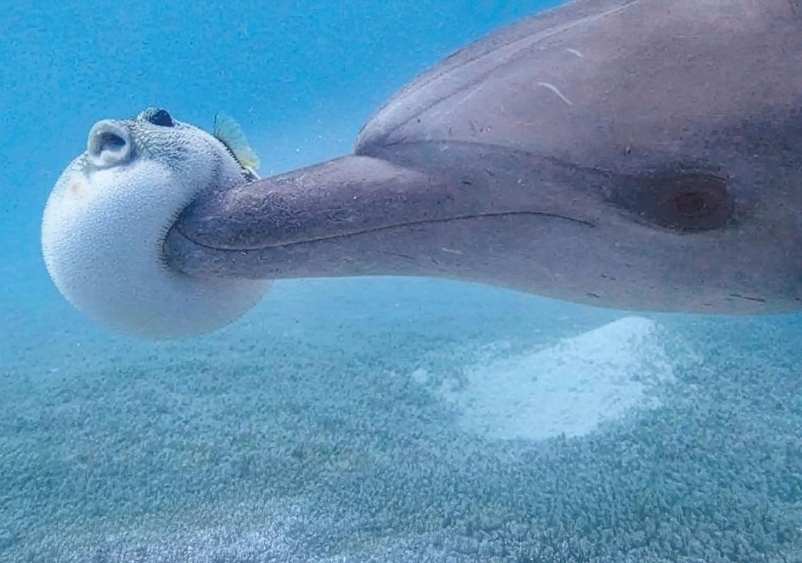 Se ha observado a delfines jóvenes manipular con cuidado a peces globo para que liberen pequeñas dosis de tetrodotoxina, una neurotoxina potente que en cantidades mínimas provoca efectos narcóticos. Se pasan unos a otros el pez globo y, tras unos minutos de juego, flotan juntos en la superficie, como en un trance compartido. Es una actividad puramente lúdica.