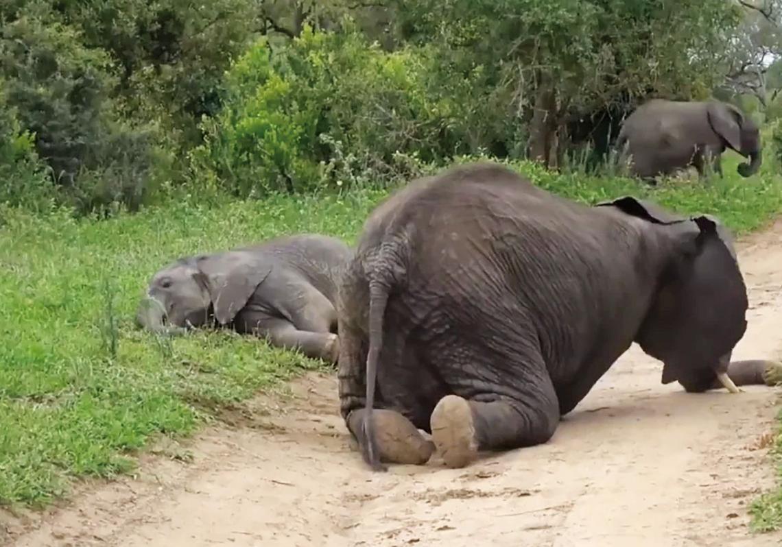 En varias regiones de África y Asia, los elefantes buscan frutas caídas que han comenzado a fermentar. Tras ingerir grandes cantidades, algunos muestran signos claros de embriaguez: tropiezan, emiten extraños sonidos, se alejan del grupo o se tornan impredecibles. En 1974, una manada de 150 elefantes intoxicados con licor artesanal arrasó una aldea en Bengala. En la memoria colectiva, estos gigantes no solo encarnan fuerza y sabiduría: también nos recuerdan que el deseo de alterarse, de cruzar ciertos límites, no es solo cosa de humanos.