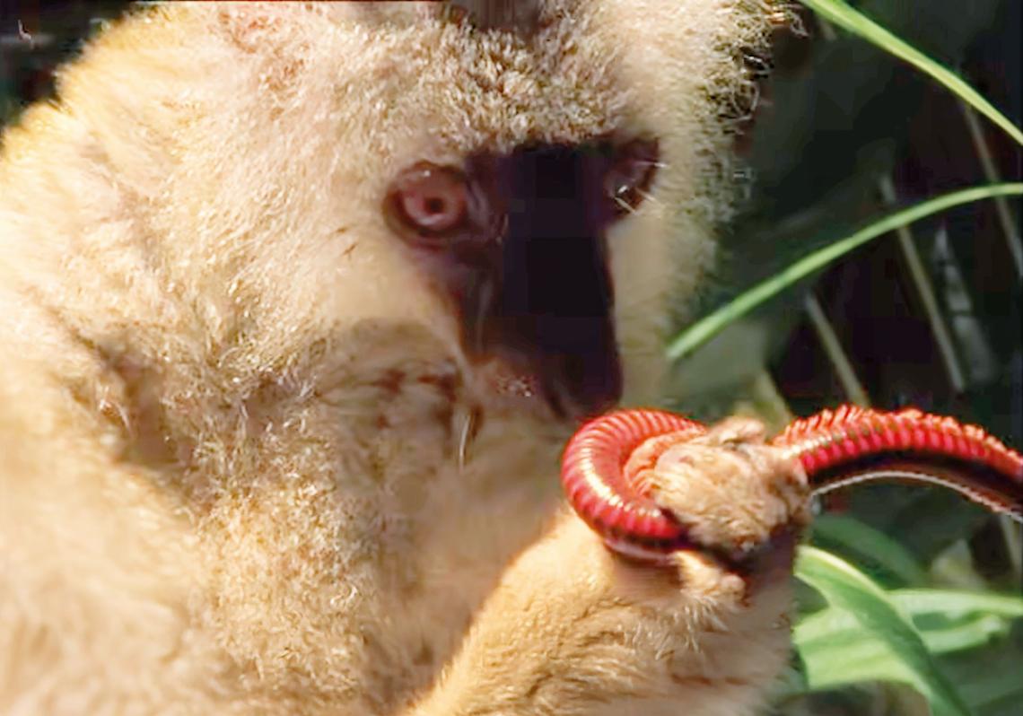 En Madagascar, algunos lémures muerden milpiés venenosos y luego se frotan con ellos, liberando toxinas que actúan como repelente contra insectos. Pero el comportamiento no termina ahí: muchos entran en un aparente estado de placer, con los ojos entornados y movimientos lentos, como si disfrutaran del efecto. Los científicos creen que no lo hacen solo para desparasitarse, sino también por placer.