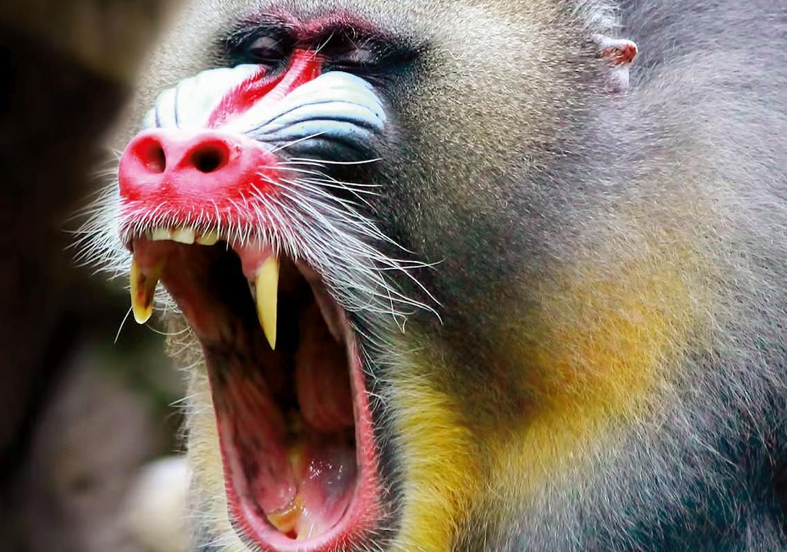 Antes de enfrentarse en combates por la jerarquía, algunos mandriles macho consumen raíces de iboga, una planta alucinógena rica en ibogaína. El compuesto actúa sobre el sistema nervioso central y, en dosis moderadas, puede aumentar la resistencia al dolor y la agresividad. Para estos primates, drogarse no es un escape: es una estrategia. Una forma de prepararse, químicamente, para el conflicto.