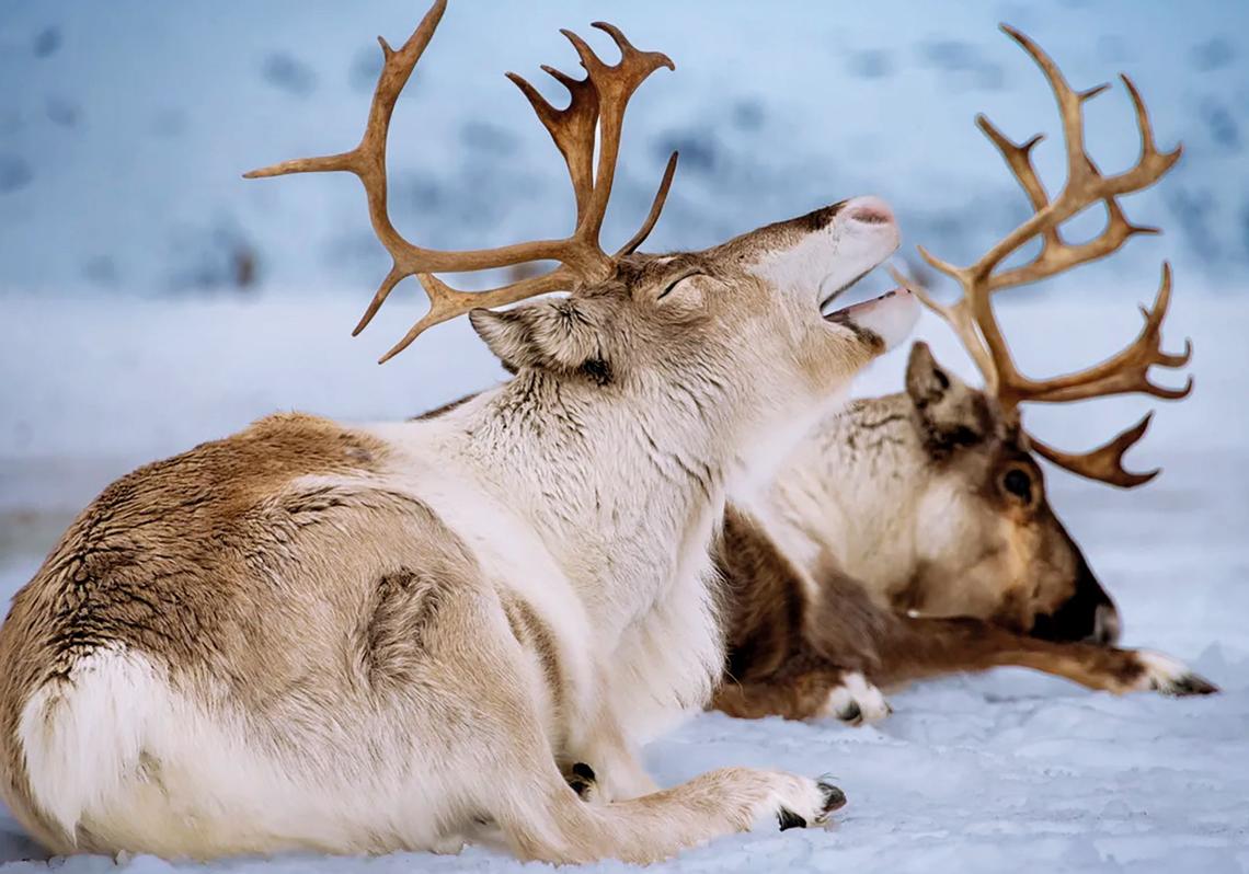 En los bosques boreales, algunos renos buscan activamente los llamativos sombre-ros rojos del Amanita muscaria, un hongo tóxico para muchas especies, pero que en ellos genera comportamientos inusuales: saltos, balanceos, correr en círculos. Algunos creen que lo hacen por placer; otros, que es parte de un ritual instintivo ligado al cambio estacional.