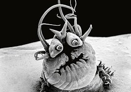 Pódcast | Criaturas abisales: las indestructibles especies que habitan el océano profundo