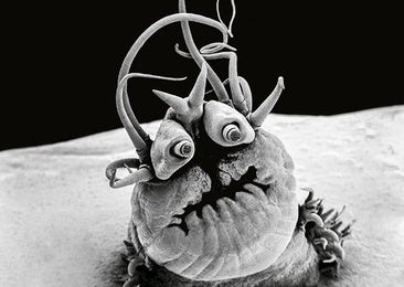 Pódcast | Criaturas abisales: las indestructibles especies que habitan el océano profundo