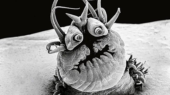 Pódcast | Criaturas abisales: las indestructibles especies que habitan el océano profundo