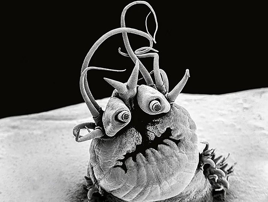 Pódcast | Criaturas abisales: las indestructibles especies que habitan el océano profundo