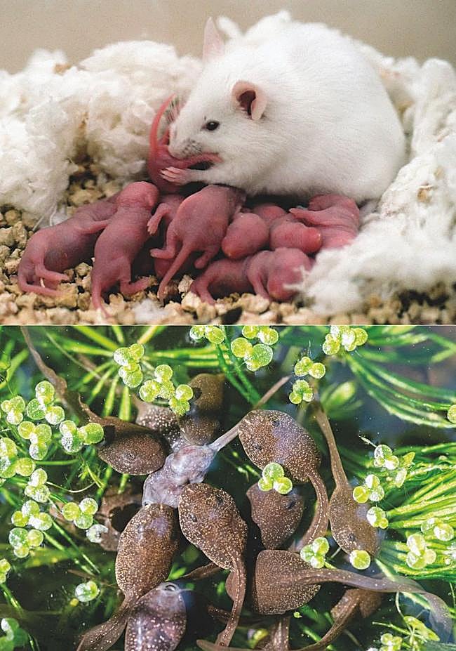 Los dragones de Komodo, los ratones hembra y algunas ranas pueden comerse a sus crías bajo ciertas circunstancias: estrés, hambre, entorno hostil...