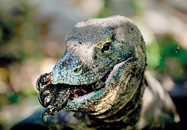 &Acirc;&iquest;Por qu&Atilde;� miles de animales devoran a sus cr&Atilde;�as?