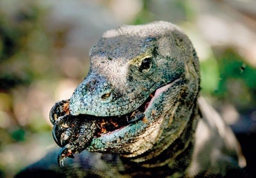 ¿Por qué miles de animales devoran a sus crías?