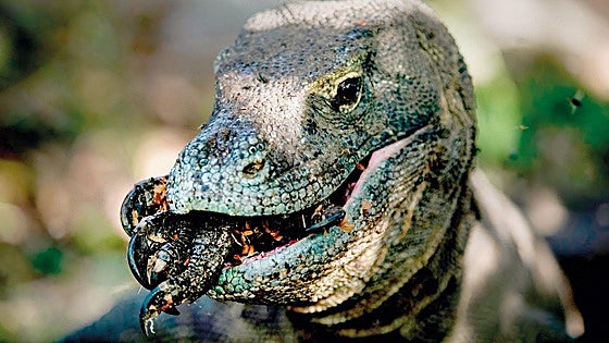 ¿Por qué miles de animales devoran a sus crías?