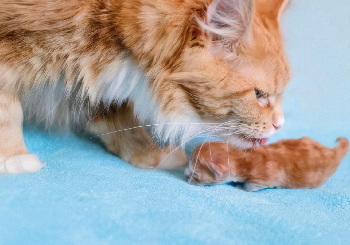 El canibalismo filial también está documentado en animales cercanos al ser humano como gatos, perros o cerdos. Suele afectar a individuos que nacen muertos o presentan pocas probabilidades de sobrevivir. Para las madres, puede suponer una forma de recuperar parte de la energía invertida en el parto. Los investigadores han identificado, además, otras funciones asociadas al canibalismo, como la reducción del hacinamiento o el ajuste de la proporción de sexos de la camada.