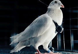 La guerra de los biodrones ya está aquí (y Putin va por delante)