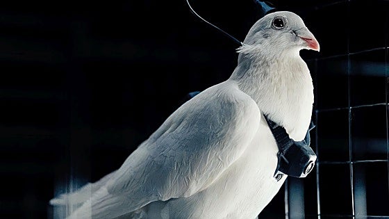 La guerra de los biodrones ya está aquí (y Putin va por delante)