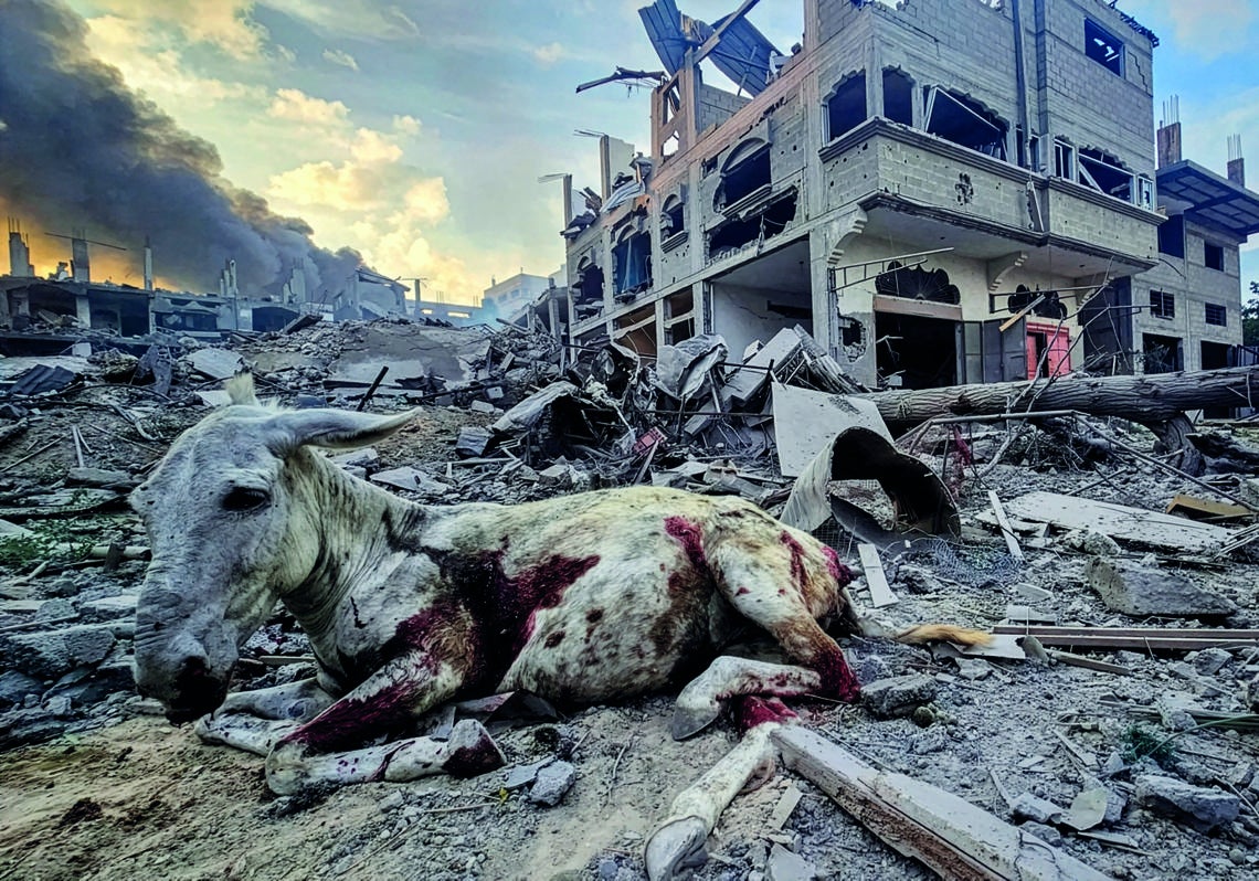 Un burro gravemente herido por los bombardeos israelíes en Jabalia, en el norte de la Franja de Gaza. Muchos animales tuvieron que ser sacrificados por la guerra.