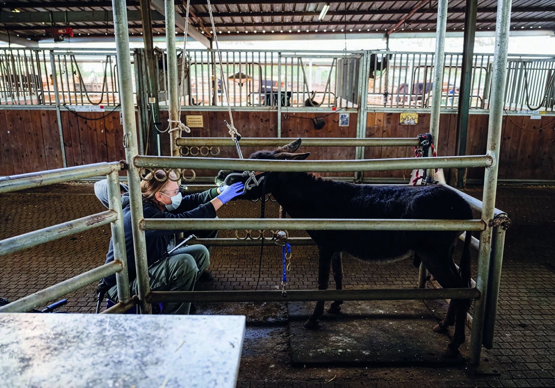 Un burro recibiendo tratamiento dental en el refugio israelí.