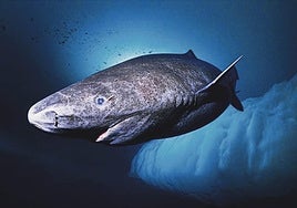 Este tiburón nació cuando Cervantes aún vivía (y sigue nadando)