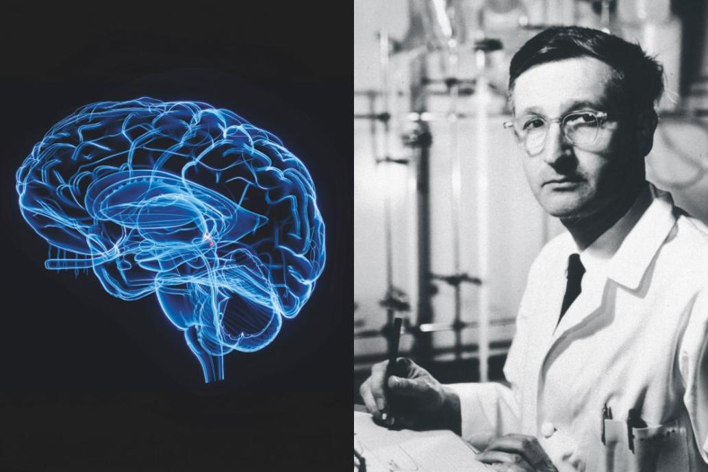 Aaron Lerner, dermatólogo de Yale, descubrió y aisló la melatonina en 1958 a partir de glándulas pineales bovinas. Un hallazgo clave para estudiar la regulación del sueño y la sincronización en el cuerpo de los ciclos luz-oscuridad.