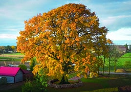 El Eurovisión de los árboles: Lituania... 12 puntos