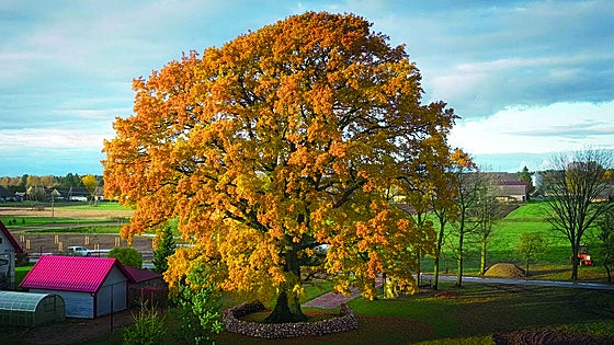 El Eurovisión de los árboles: Lituania... 12 puntos