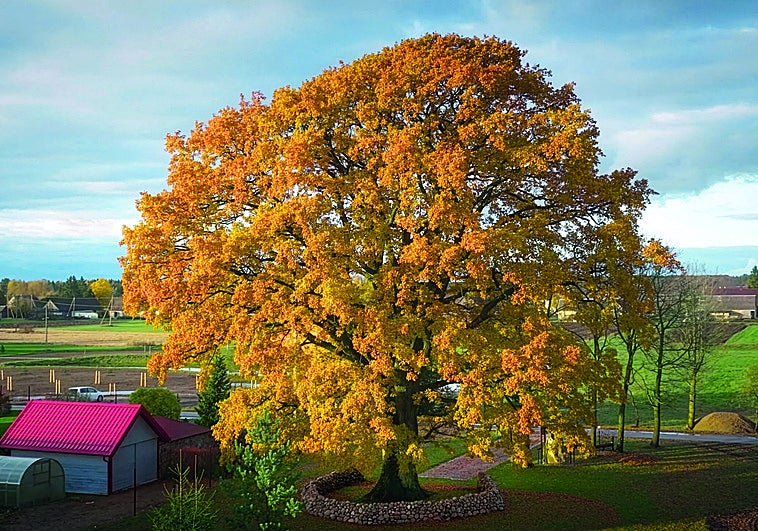 El Eurovisión de los árboles: Lituania... 12 puntos