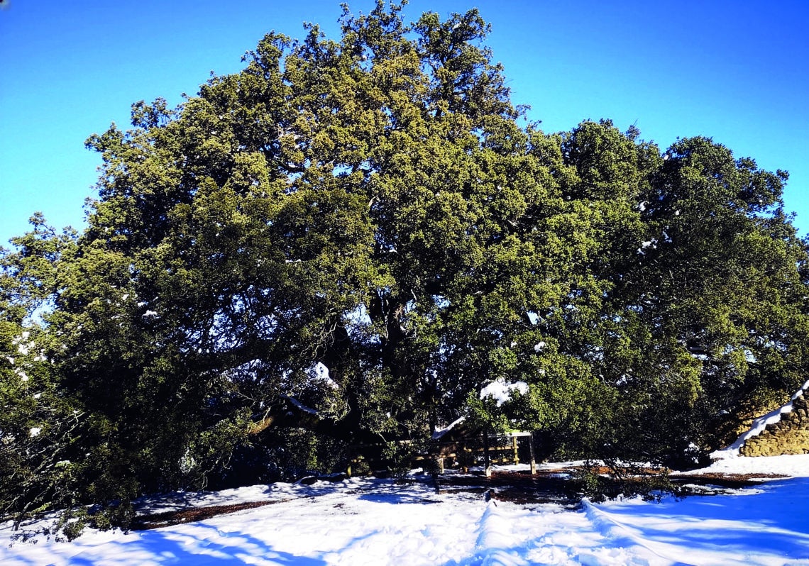 La encina de Lecina (Huesca) es imponente y magnética: se dice que las brujas bailaban a su alrededor.