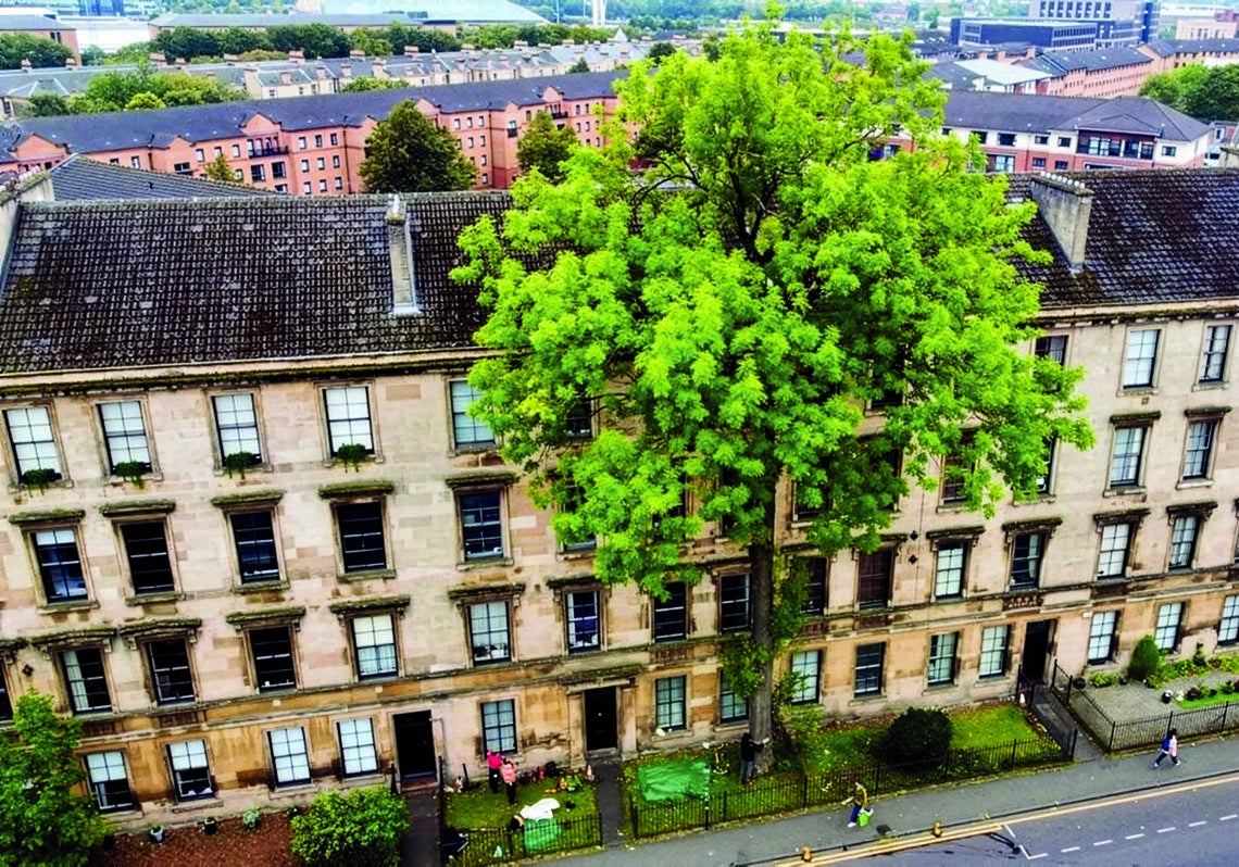 El fresno de la calle Argyle, en Glasgow (Escocia), tiene 175 años. Ha sobrevivido a guerras y planes de urbanismo.