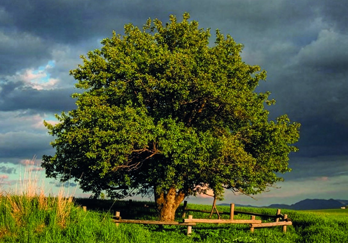 El segundo premio es para un manzano de Ziar (Eslovaquia). Ubicado a 900 metros de altitud, en sus 150 años ha sobrevivido a severos vientos, lluvia y nevadas.