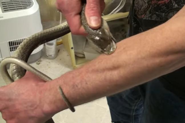 Tim Friede es un norteamericano que se ha dejado morder más de 200 veces por serpientes venenosas. Al principio quería desarrollar su propia inmunidad para manipular reptiles, pero ahora su motivación es buscar un antídoto universal. Su dedicación le costó su matrimonio. Su mujer cree que es demasiado temerario. Tienen dos hijos.