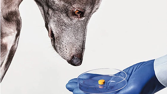 ¿Y si tu perro pudiese vivir 80 años? El sueño, cada vez más cerca