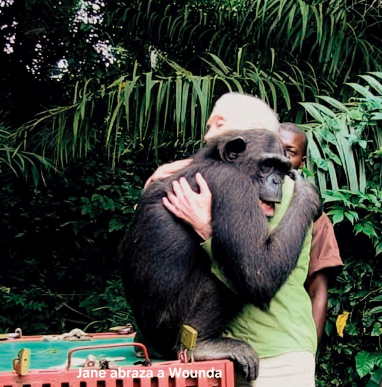 Wounda abraza a la doctora Jane Goodall tras ser liberada en la selva del Congo. ¿Es un adiós o un agradecimiento?