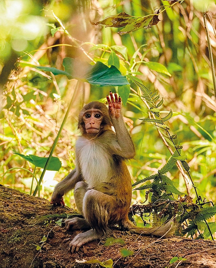 Los animales dicen 'hola', ¿pero saben decir 'adiós'?