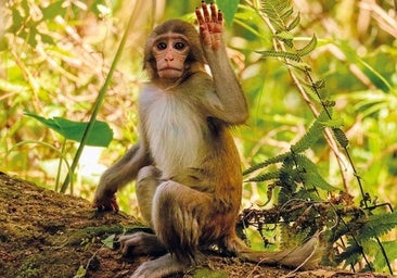 Los animales dicen 'hola', ¿pero saben decir 'adiós'?