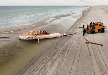Timmy, varada en la playa de Anholt en Dinamarca, a donde fue remolcada para su autopsia.