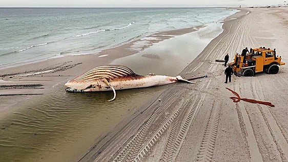 El drama de la ballena Timmy... y el 'infierno' de los millonarios que intentaron salvarla