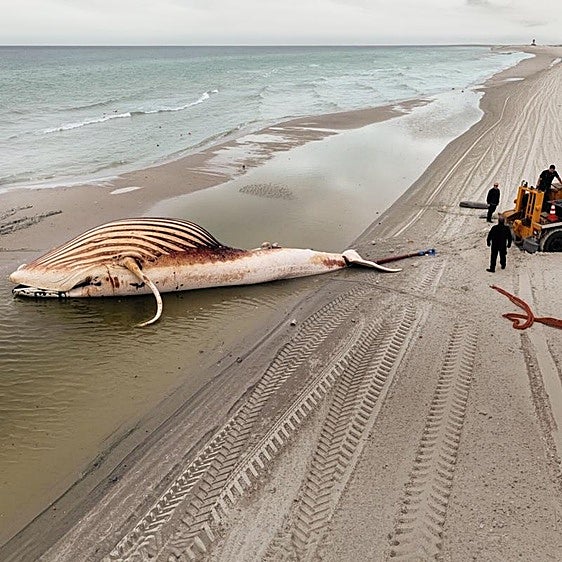 El drama de la ballena Timmy... y el 'infierno' de los millonarios que intentaron salvarla