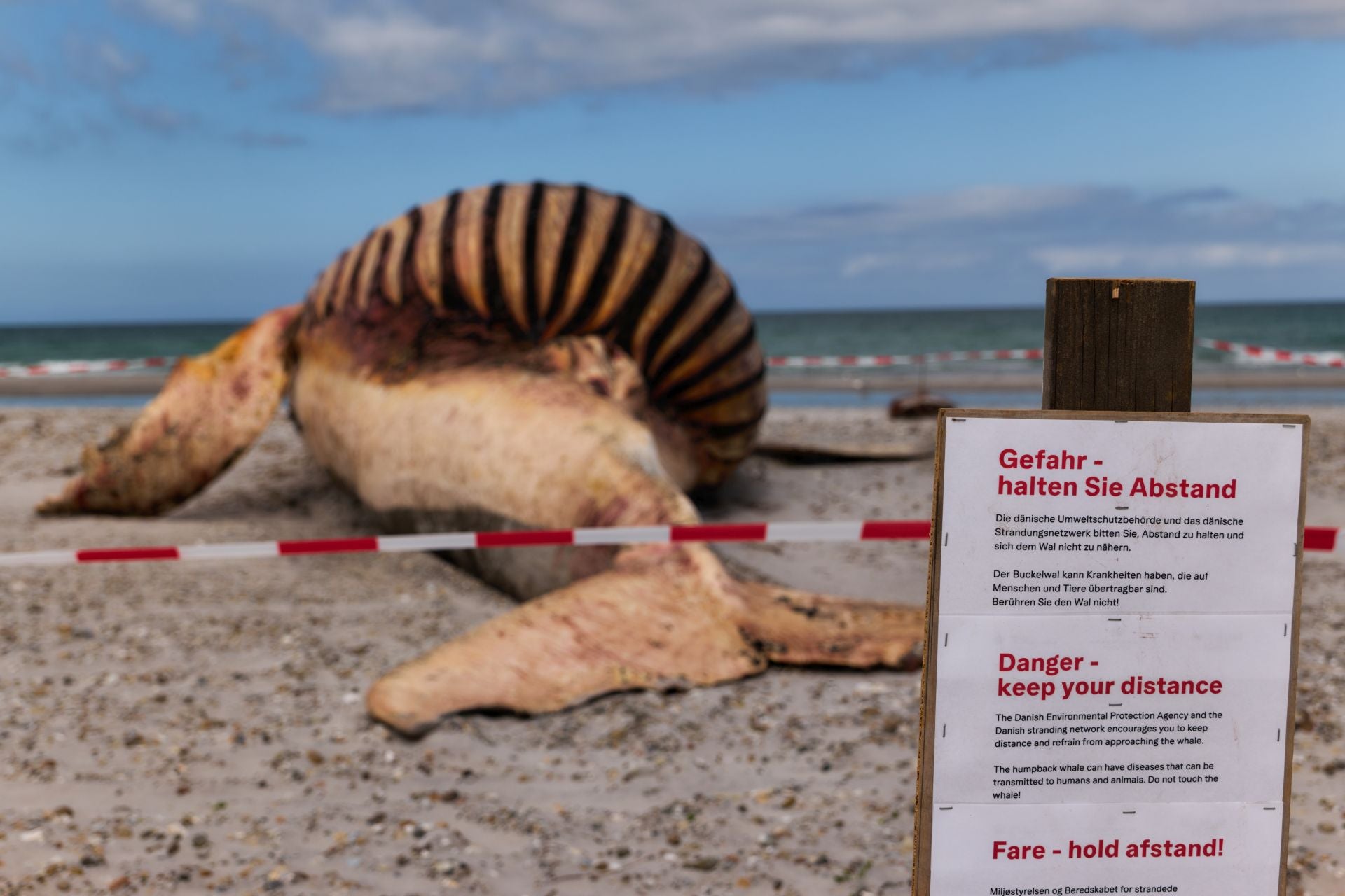 Timmy, en la playa de Anholt, donde se le realizó la autopsia.