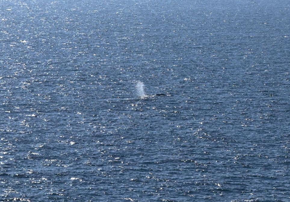 Timmy, liberada en el Mar del Norte, a mitad de camino del punto prefijado. Debilitada, falleció días después. Nadie sabe aún quién dio la orden.
