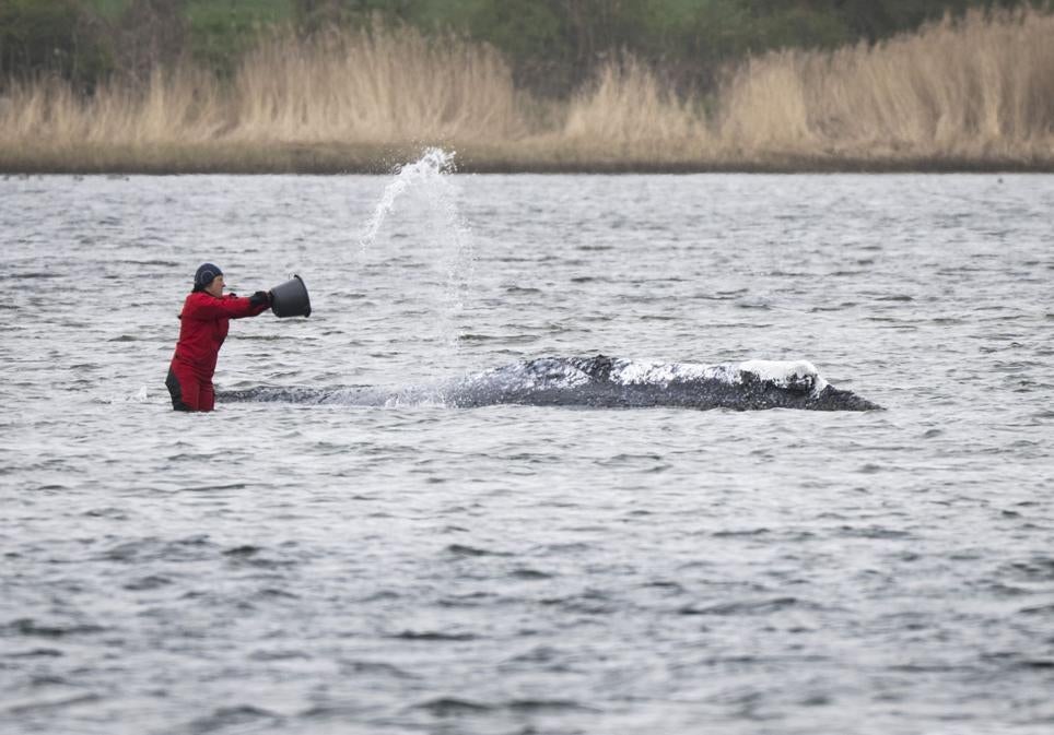 Una miembro del equipo de rescate ayuda a mantener húmedo el lomo de la ballena varada.