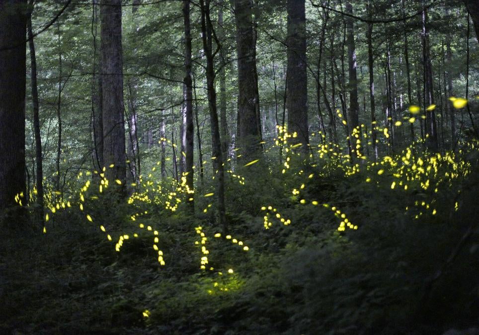 Un bosque con luciérnagas en Tennessee, EE.UU:.