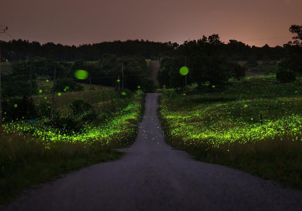 Campos con 'iluminación navideña' en Tennessee, EE.UU. la estampa nocturna que en determinados sitios ofrecen las luciérnagas.