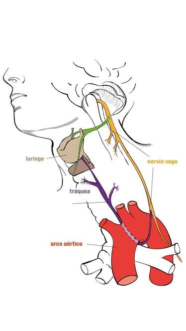 El nervio vago es una superatutopista de información del cuerpo con 200.000 fibras que van desde el cerebro (nace en el bulbo raquídeo) y llegan hasta el cólon pasando por el corazón, los pulmones, el estómago...