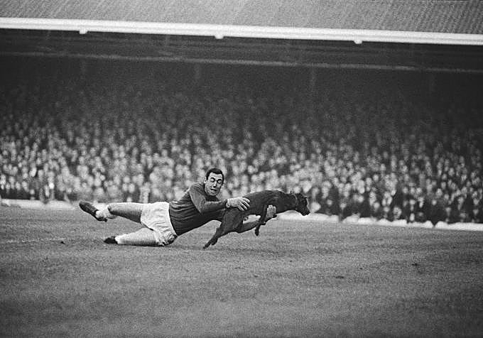 De 1966 a 1971, Banks fue el «mejor portero del mundo» y recibió la Orden del Imperio Británico. En 1965 se hizo famoso por esta 'parada' a un perro que saltó al campo en un partido del Leicester City, su equipo.