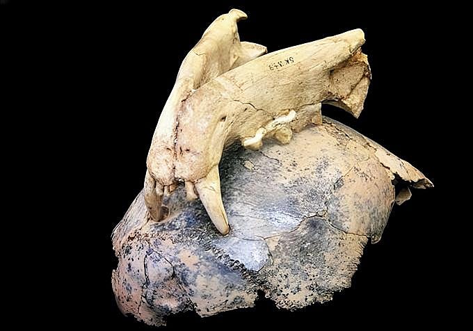 Evidencia fósil que muestra marcas de mordedura de leopardo incrustadas en un cráneo de homínido de hace 1,8 millones de años.
