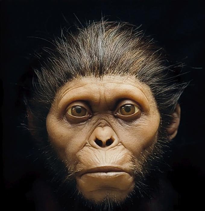 Reproducción científica de cómo debía de ser el rostro del Niño de Taung, un homínido de poco más de un metro de altura y treinta kilos de peso.