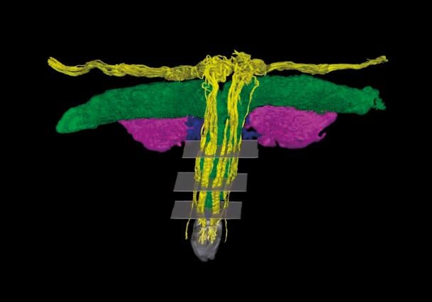 El negocio detrás del 'club de la vagina de las multimillonarias'