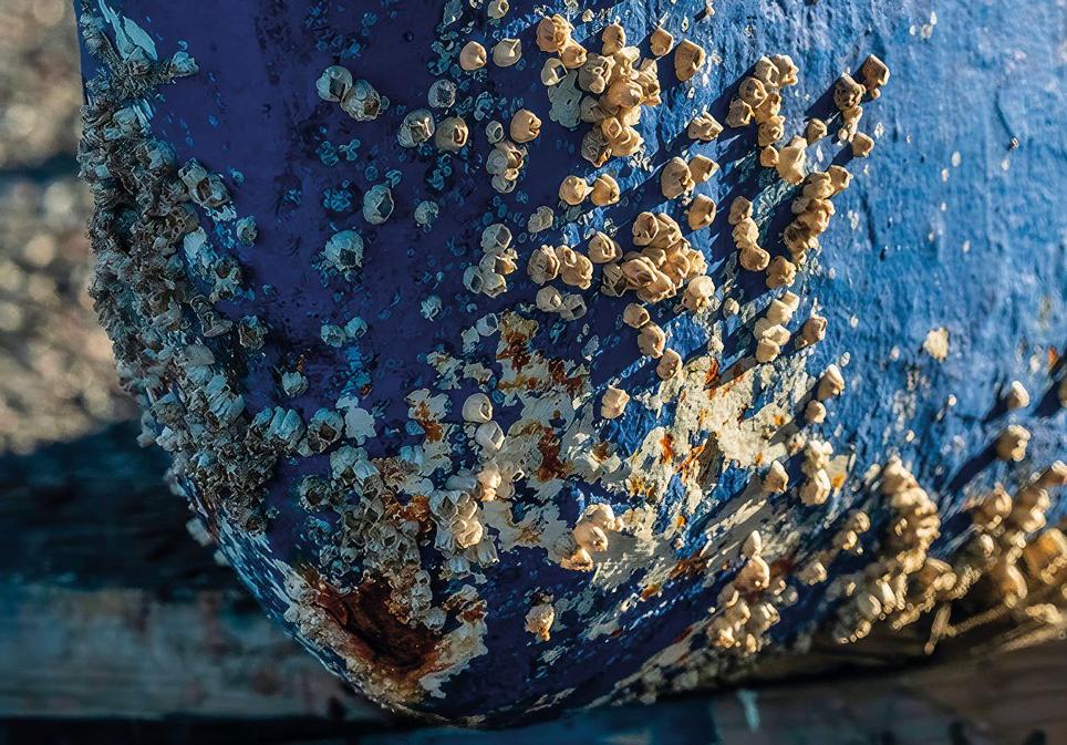 El golfo Pérsico es un mar semicerrado y poco hondo. La temperatura estival roza los 38 grados con una elevada salinidad. Valores que hacen que las especies que allí sobreviven, adheridas a los barcos (como estlos percebes), estén preparadas para cualquier entorno.