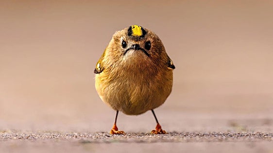 Angry Bird: no estaba enfadado, solo ten&Atilde;�a hambre