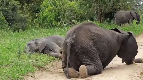 Los animales se drogan: la marihuana de los gatos, el ácido de los delfines...