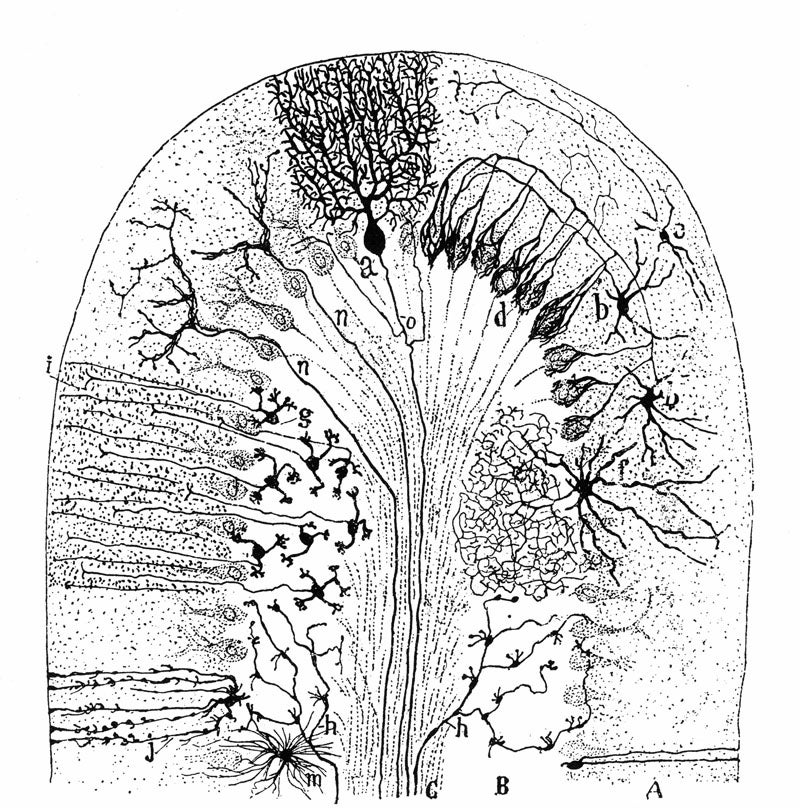Dibujo de un cerebelo mamífero (1894) hecho por Santiago Ramón y Cajal