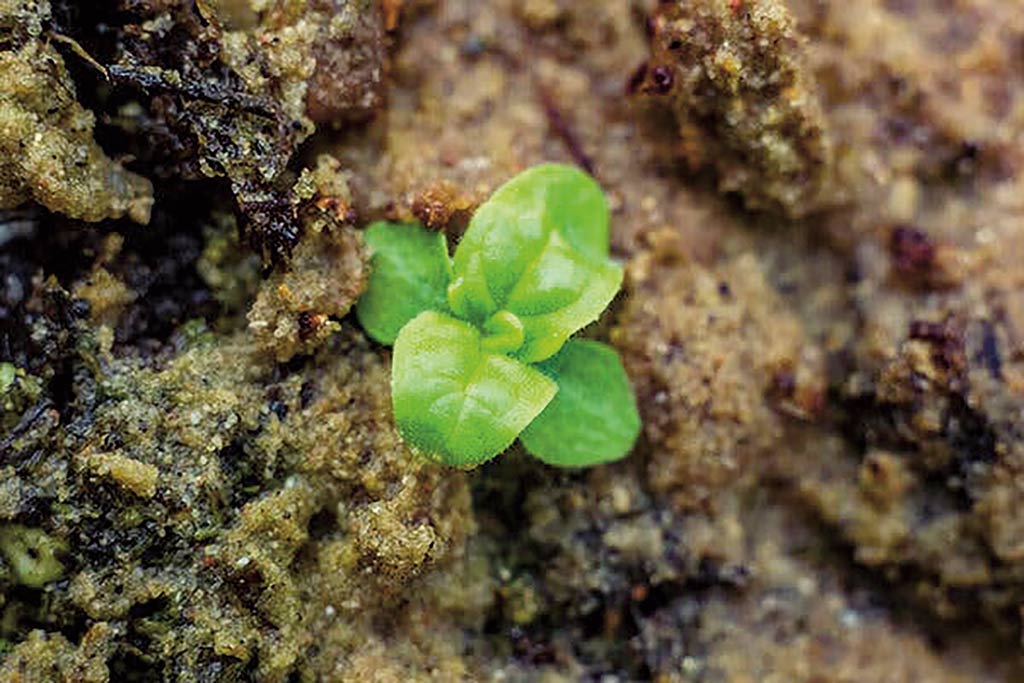 Esta es la primera planta que ha florecido este año de las semillas guardadas en la botella de William Beal.